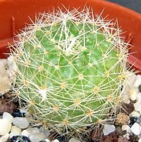 Rebutia rutiliflora (mediolobivia rutiliflora)